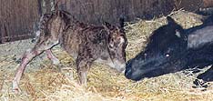 foal attempting to stand