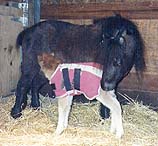 nursing, view of all of foal and dam