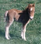 foal in field