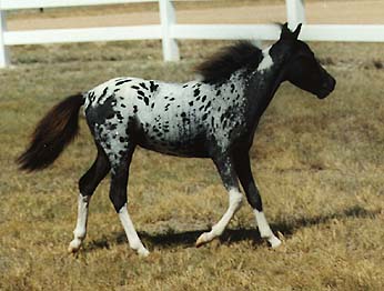 National Show sale horse