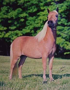 National Show sale horse