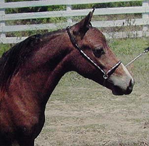 National Show sale horse