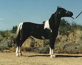 National Show sale horse