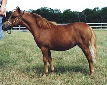 National Show sale horse