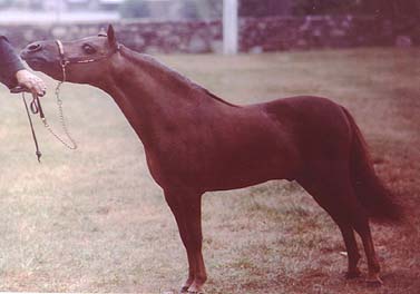 National Show sale horse