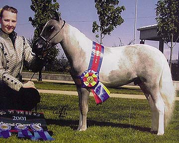 National Show sale horse