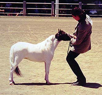 National Show sale horse