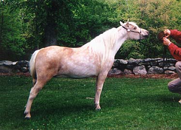 National Show sale horse