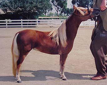 National Show sale horse