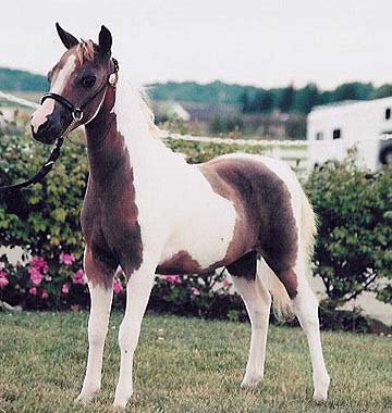 National Show sale horse