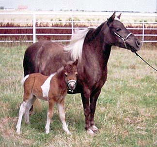 National Show sale horse