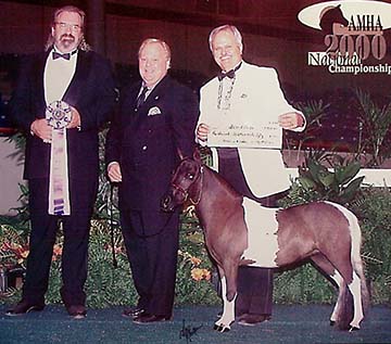 National Show sale horse