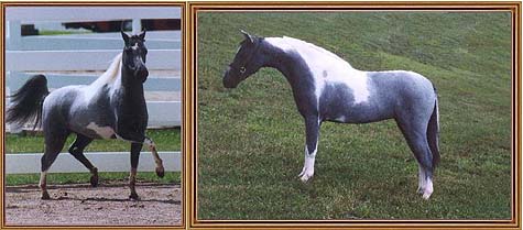 National Show sale horse