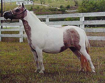 National Show sale horse