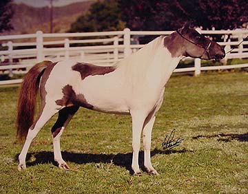 National Show sale horse